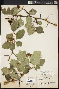 Crataegus succulenta image