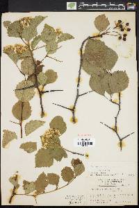 Crataegus succulenta image
