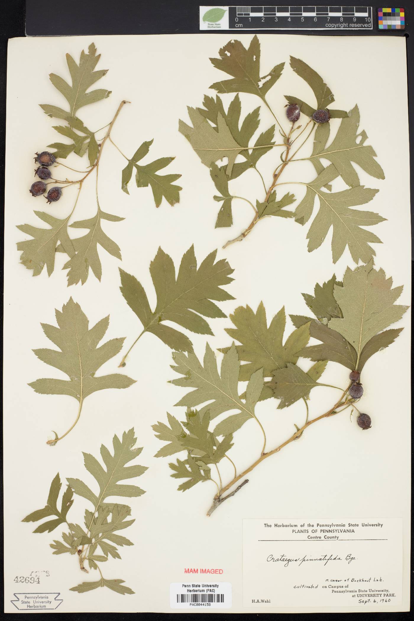 Crataegus pinnatifida image