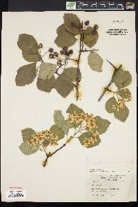 Crataegus prunifolia image