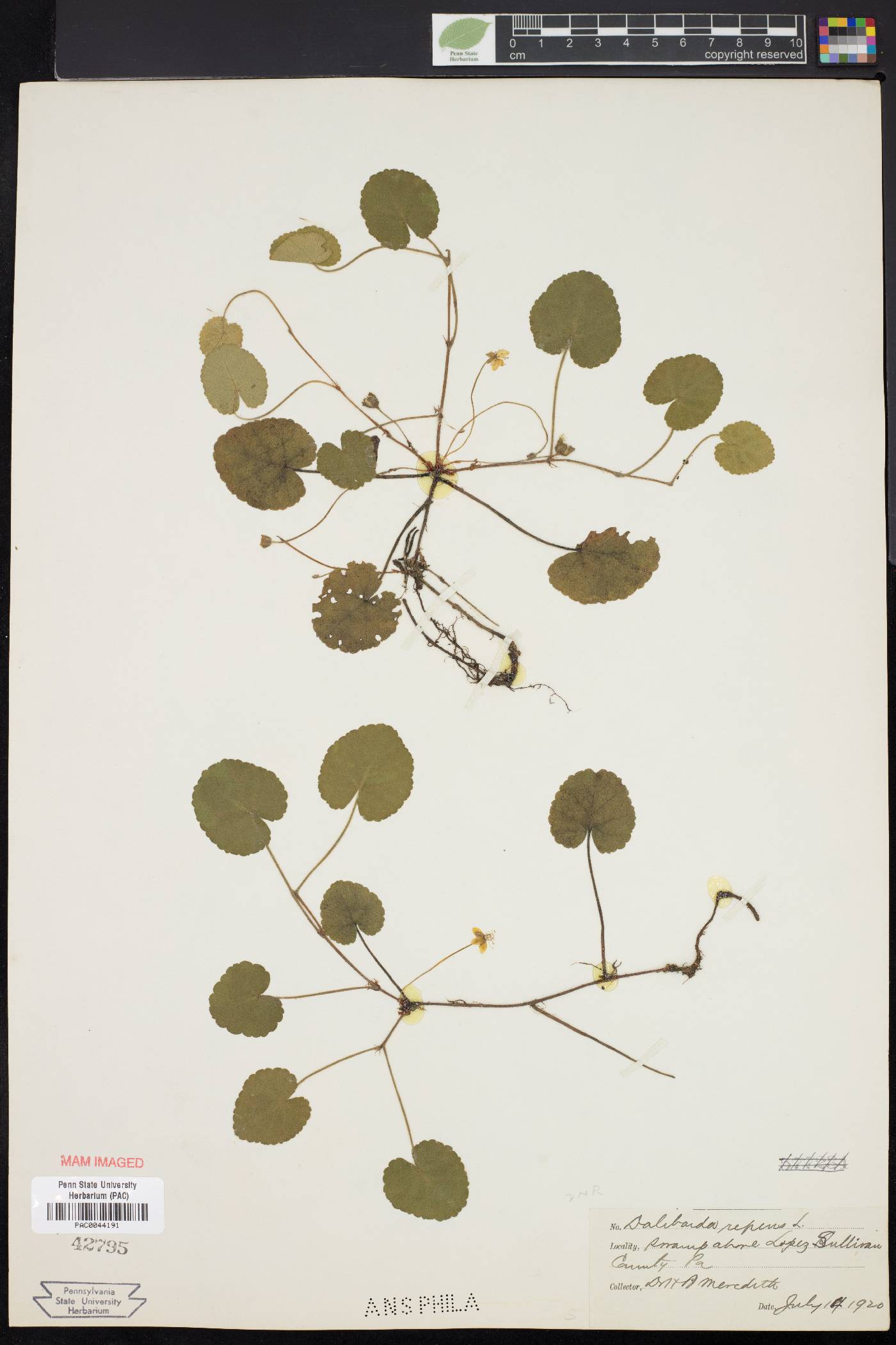 Dalibarda repens image