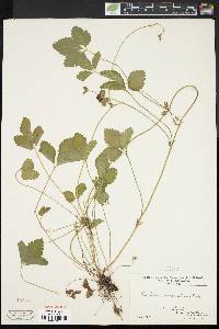 Potentilla indica image