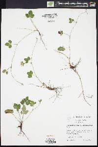 Potentilla indica image