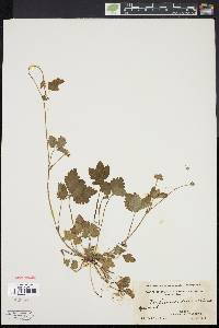 Potentilla indica image