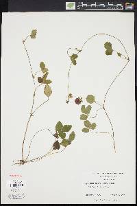 Potentilla indica image