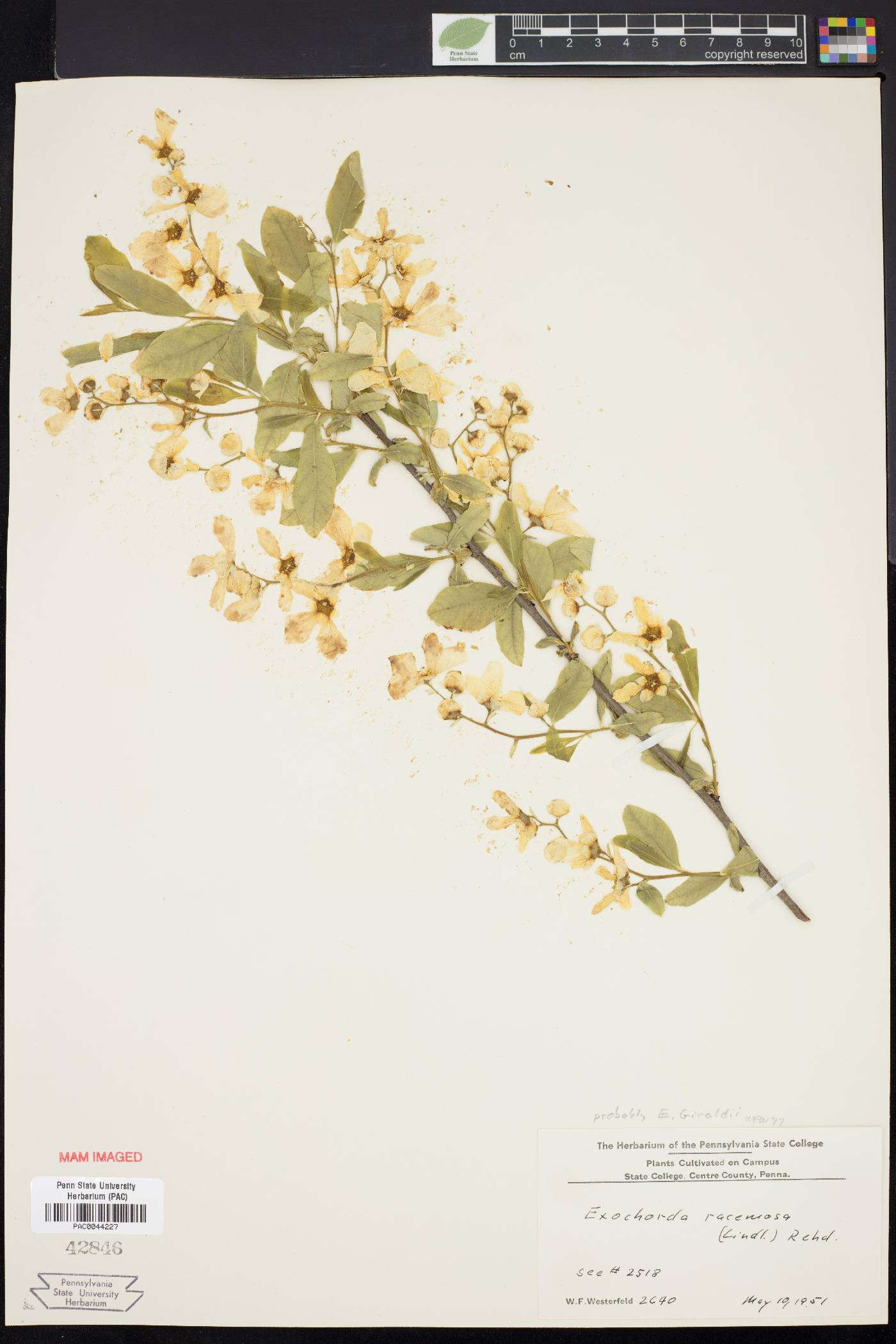 Exochorda racemosa image