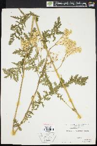 Filipendula hexapetala image