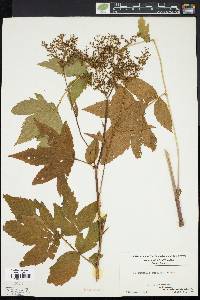 Filipendula glaberrima image