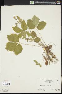 Fragaria vesca image