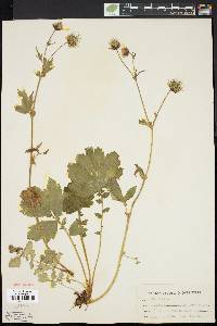 Geum rivale image