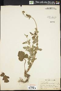 Geum vernum image