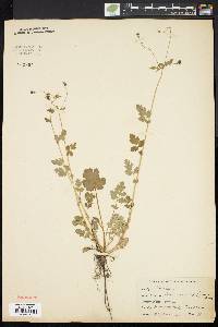 Geum vernum image