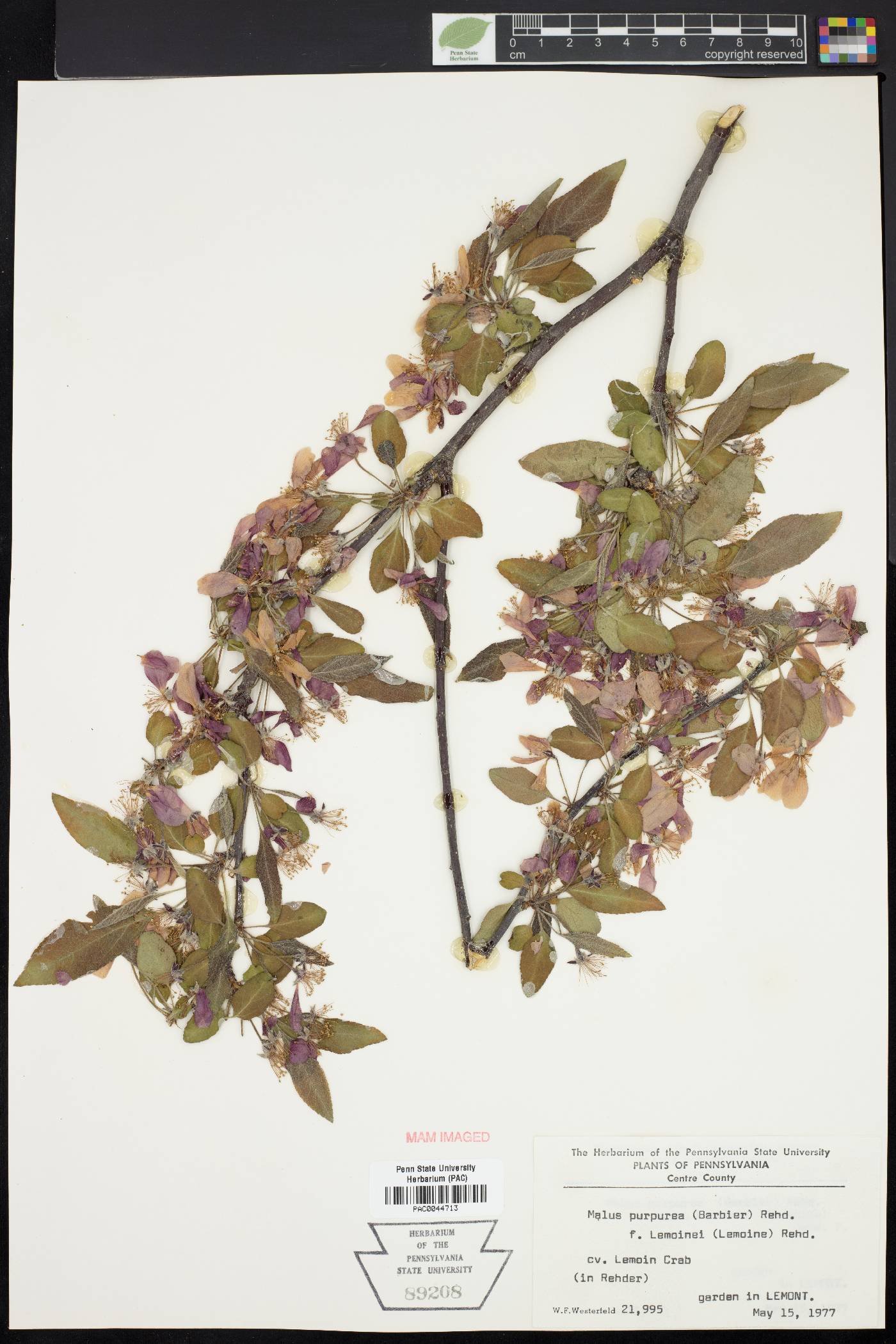 Malus purpurea image