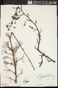 Photinia villosa image