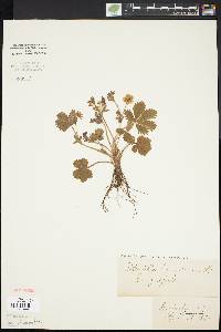 Potentilla canadensis image