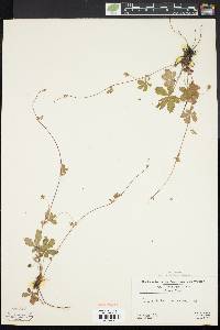 Potentilla canadensis image