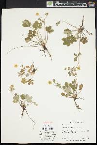 Potentilla canadensis image