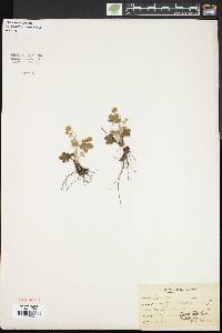 Potentilla canadensis image