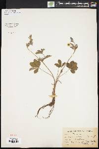 Potentilla canadensis image