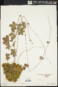 Potentilla canadensis image