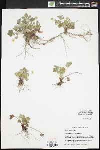 Potentilla canadensis image