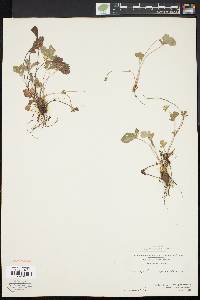 Potentilla canadensis image