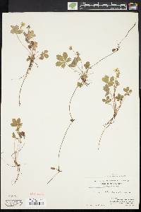 Potentilla canadensis image