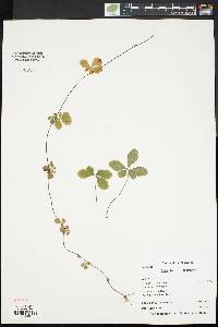 Potentilla canadensis image