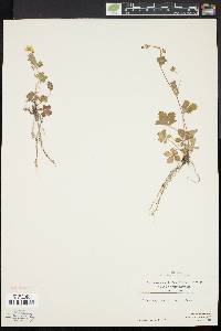 Potentilla canadensis image