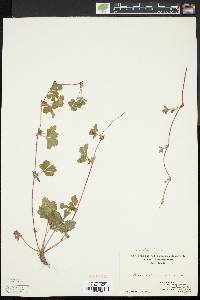 Potentilla canadensis image