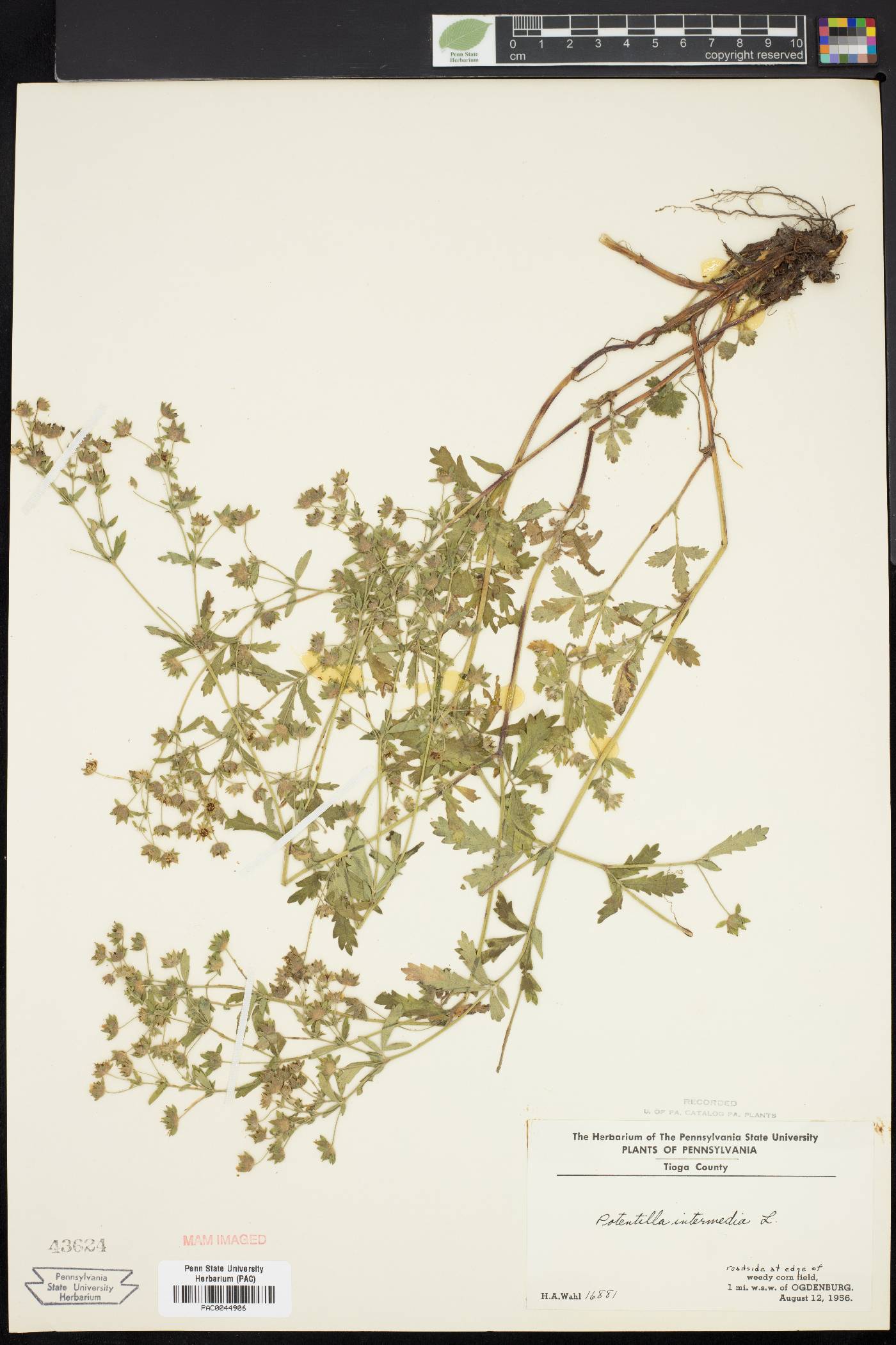 Potentilla intermedia image