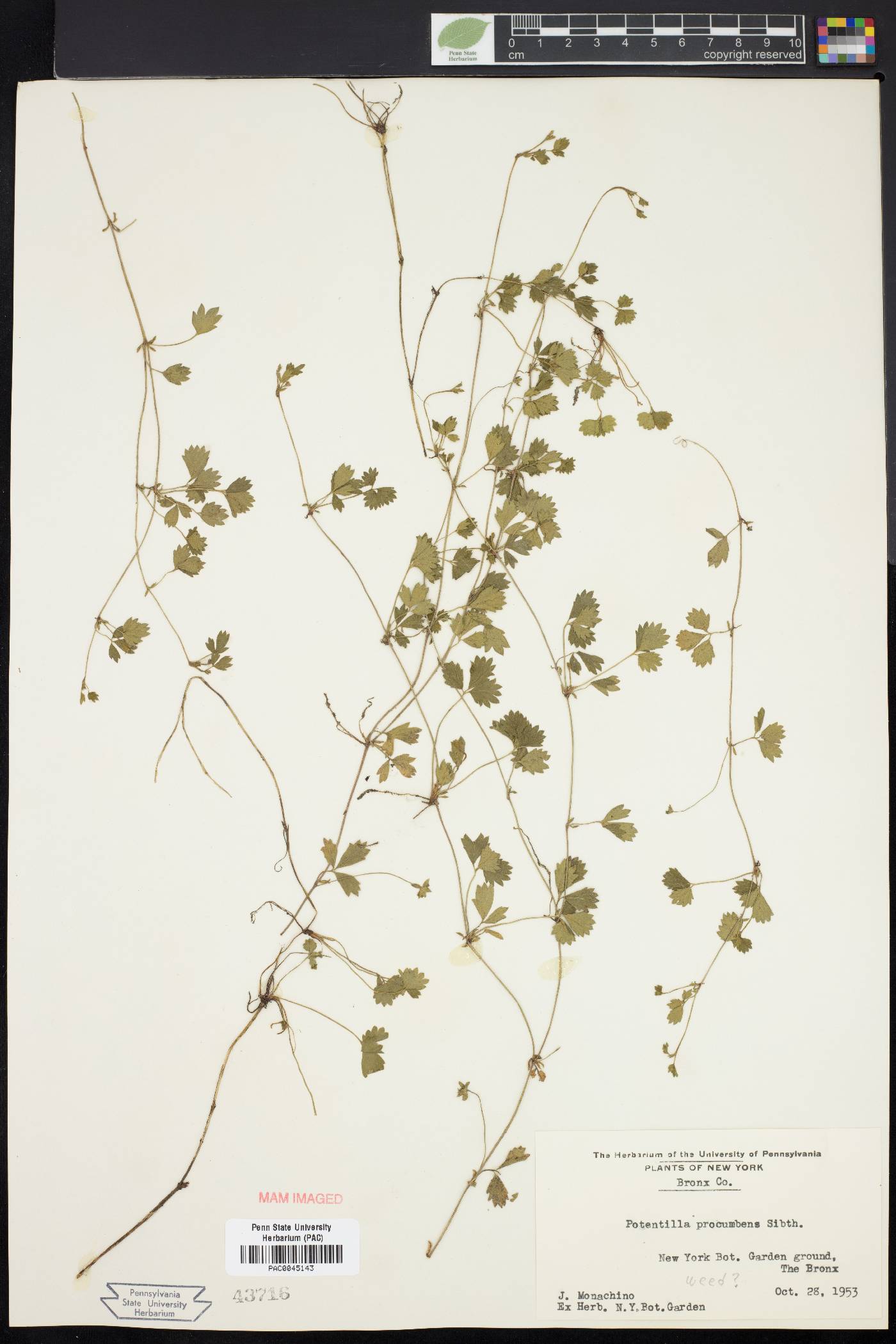 Potentilla procumbens image