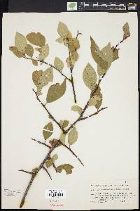 Prunus alleghaniensis image