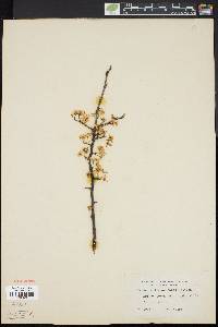 Prunus alleghaniensis image