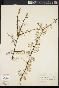 Prunus alleghaniensis image