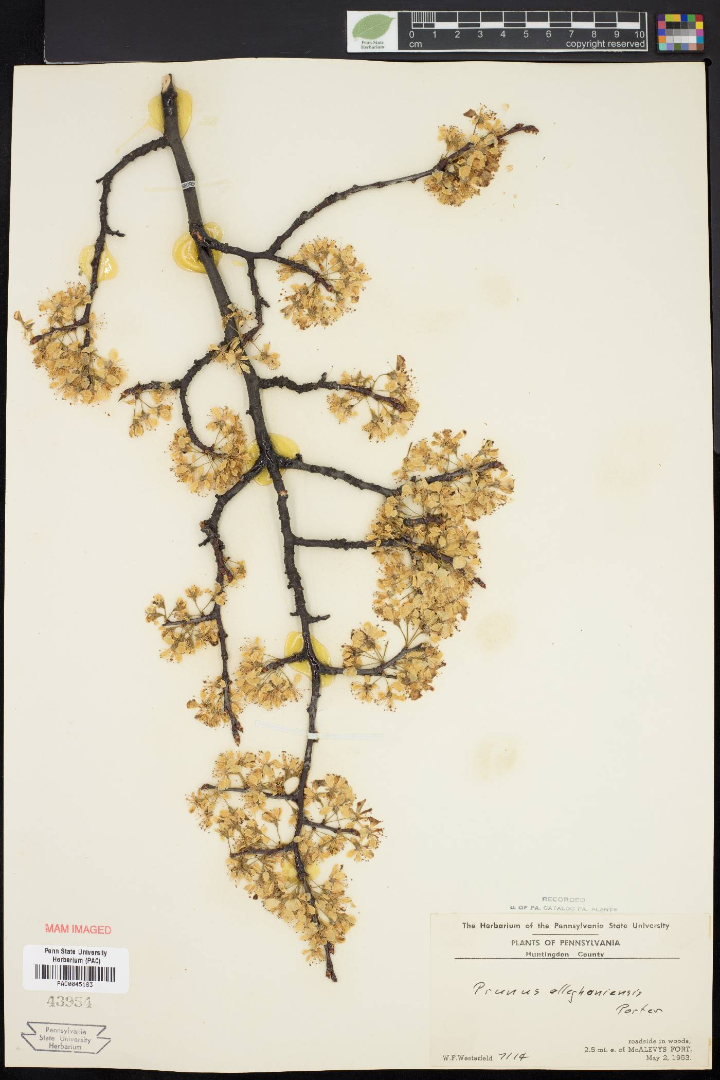 Prunus alleghaniensis image