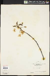 Prunus avium image