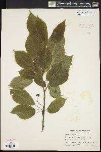 Prunus avium image