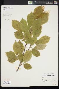 Prunus avium image