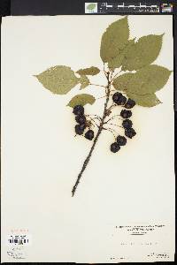 Prunus avium image