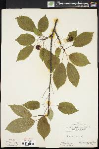 Prunus avium image