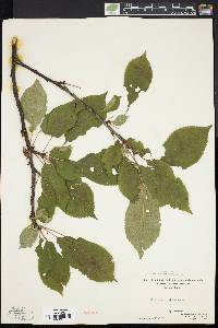 Prunus avium image