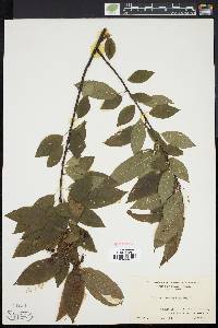 Prunus pensylvanica image