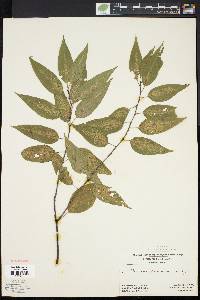 Prunus pensylvanica image