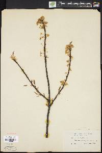 Prunus pensylvanica image