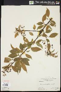 Prunus pensylvanica image