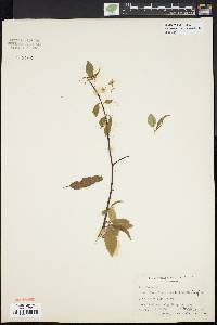 Prunus pensylvanica image