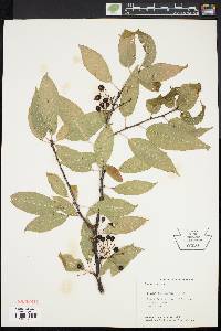 Prunus pensylvanica image