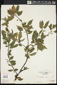 Prunus pensylvanica image