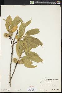 Prunus persica image